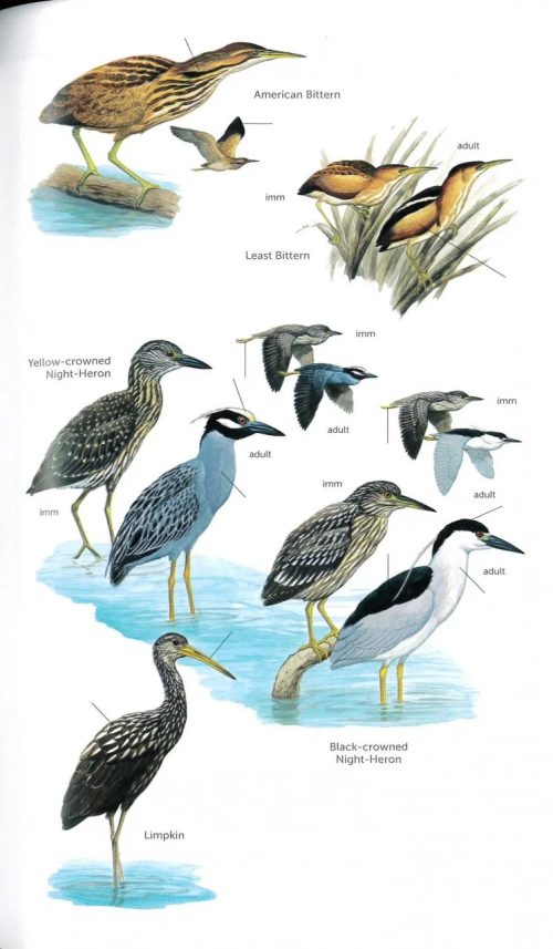 Birds of Puerto Rico and the Virgin Islands (Third Edition) - Image 2