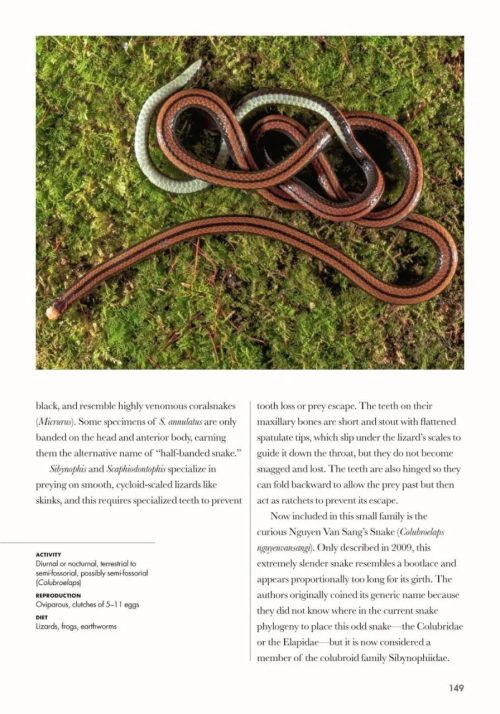 Snakes of the World: A Guide to Every Family - Image 4