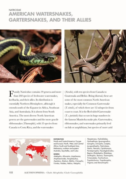 Snakes of the World: A Guide to Every Family - Image 3