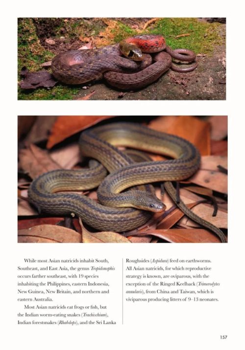Snakes of the World: A Guide to Every Family - Image 2