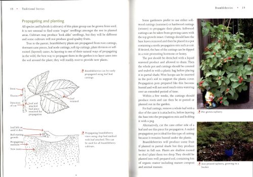 Berry Bounty: How to Grow Traditional and Unusual Berries, from Strawberries & Blueberries to Feijoas, Mangosteens and Tamarillos - Image 2