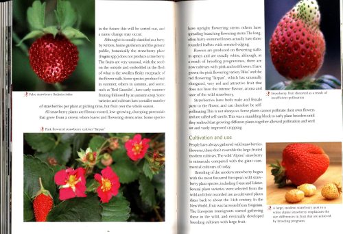 Berry Bounty: How to Grow Traditional and Unusual Berries, from Strawberries & Blueberries to Feijoas, Mangosteens and Tamarillos - Image 3