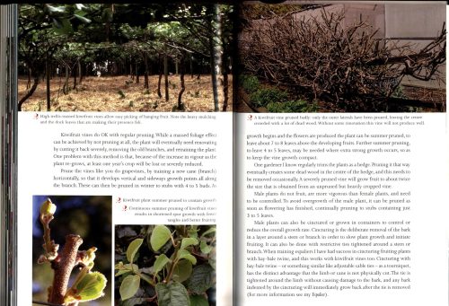 Berry Bounty: How to Grow Traditional and Unusual Berries, from Strawberries & Blueberries to Feijoas, Mangosteens and Tamarillos - Image 4