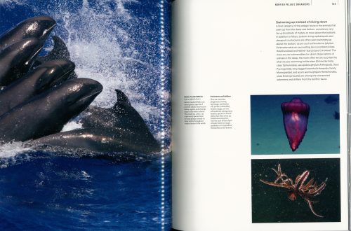 The Deep Ocean: Life in the Abyss - Image 3