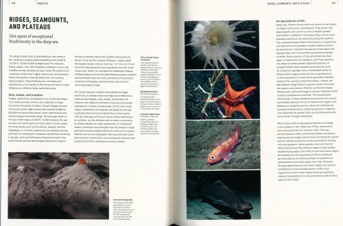 The Deep Ocean: Life in the Abyss - Image 4
