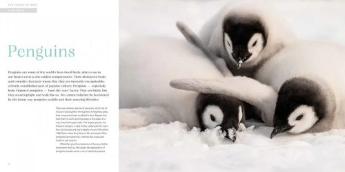 The Science of Hope: Eye to Eye with our World's Wildlife - Image 5