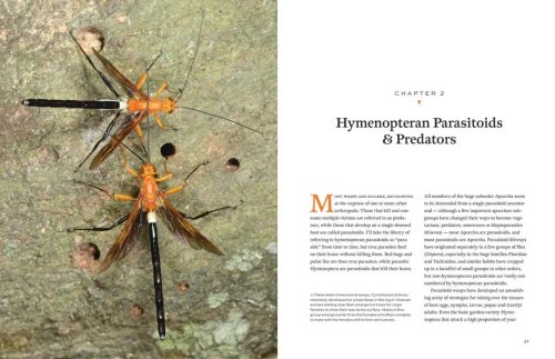 Hymenoptera: The Natural History & Diversity of Wasps, Bees & Ants - Image 6