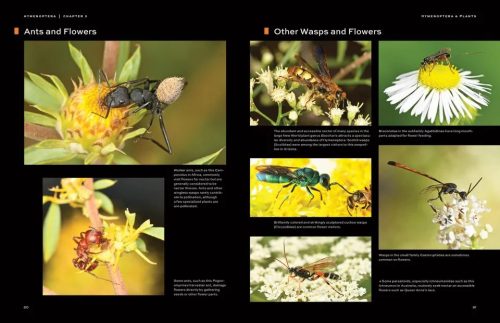 Hymenoptera: The Natural History & Diversity of Wasps, Bees & Ants - Image 5