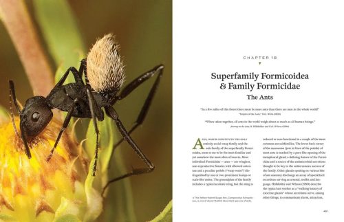 Hymenoptera: The Natural History & Diversity of Wasps, Bees & Ants - Image 3
