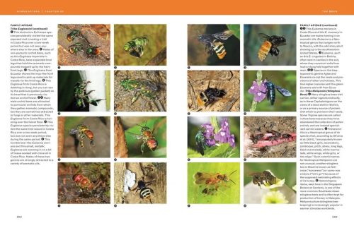 Hymenoptera: The Natural History & Diversity of Wasps, Bees & Ants - Image 2