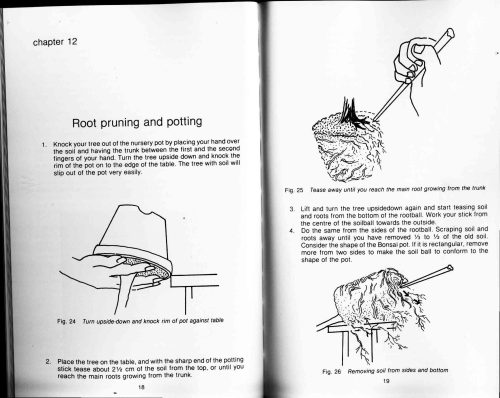 Bonsai in Australia - Image 2