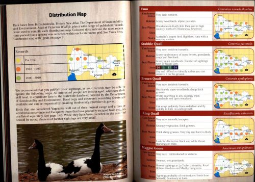 Birds of the Yarra Catchment and Where to Find Them - Image 5
