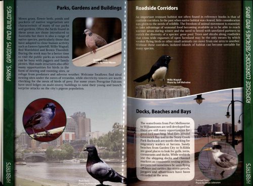 Birds of the Yarra Catchment and Where to Find Them - Image 4