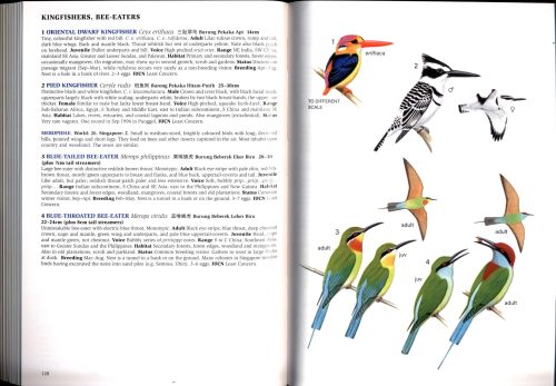 A Field Guide to the Birds of Singapore - Image 3