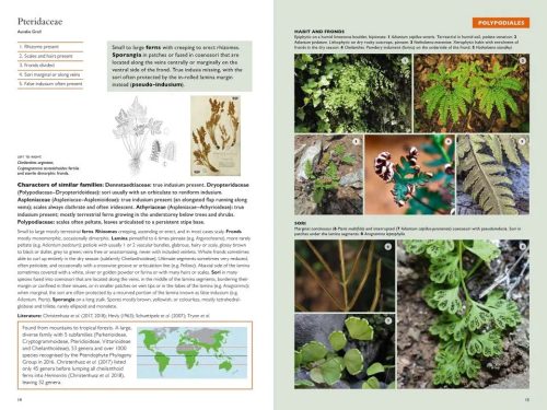 The Kew Temperate Plant Families Identification Handbook - Image 5