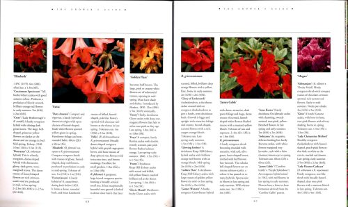 Rhododendrons: An Illustrated Guide to Varieties, Cultivation and Care, With Step-by-Step Instructions and Over 135 Beautiful Photographs - Image 4