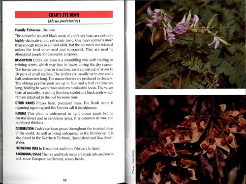 Common Plants of the Kimberley (Bush Books Series) - Image 2