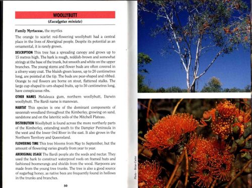 Common Plants of the Kimberley (Bush Books Series) - Image 3