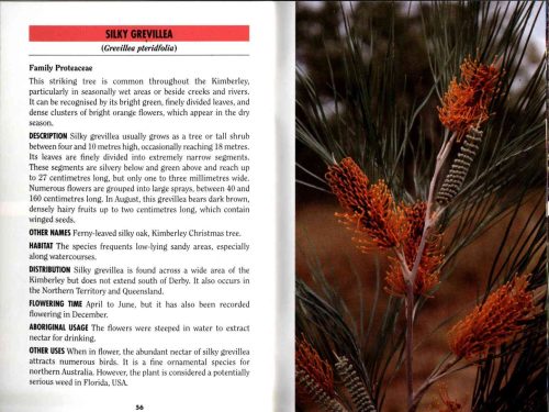Common Plants of the Kimberley (Bush Books Series) - Image 4