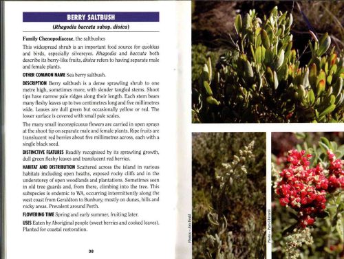 Plants of Rottnest Island (Bush Books Series) - Image 3