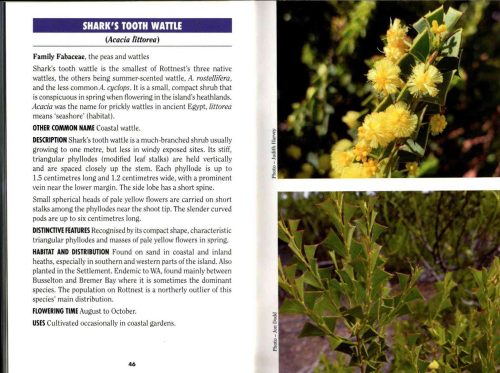 Plants of Rottnest Island (Bush Books Series) - Image 4