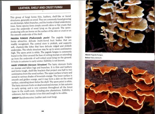 Fungi of the South-West Forests (Bush Books Series) - Image 3