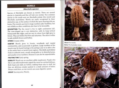 Fungi of the South-West Forests (Bush Books Series) - Image 4