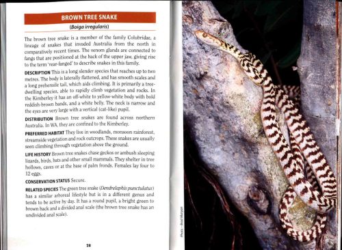 Snakes of Western Australia (Bush Books Series) - Image 2