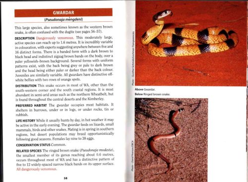 Snakes of Western Australia (Bush Books Series) - Image 4