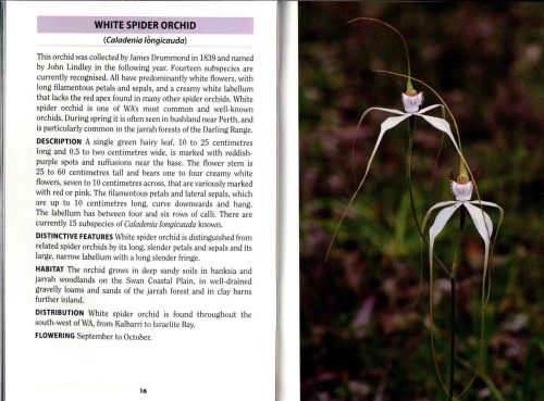 Orchids of the South-West (Bush Books Series) - Image 2