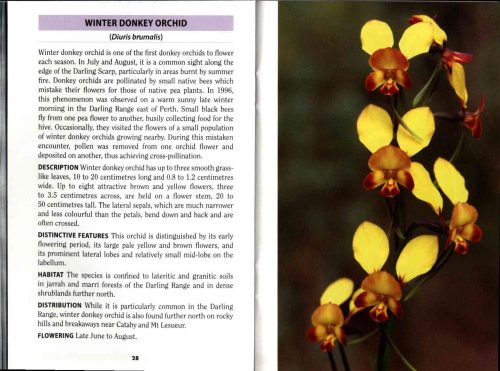 Orchids of the South-West (Bush Books Series) - Image 3