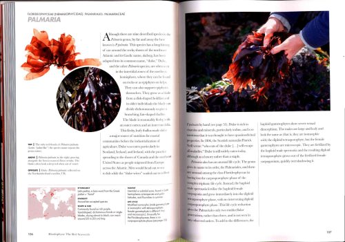 Seaweeds of the World:  A Guide to Every Order - Image 3