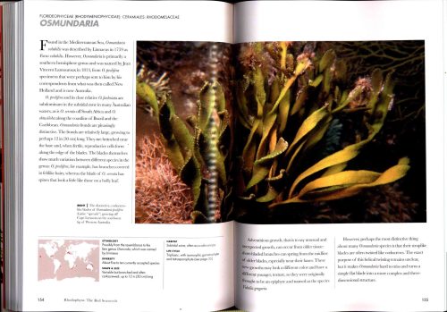 Seaweeds of the World:  A Guide to Every Order - Image 4