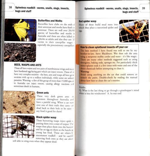 Australian Wildlife:  Roadkill - Image 2
