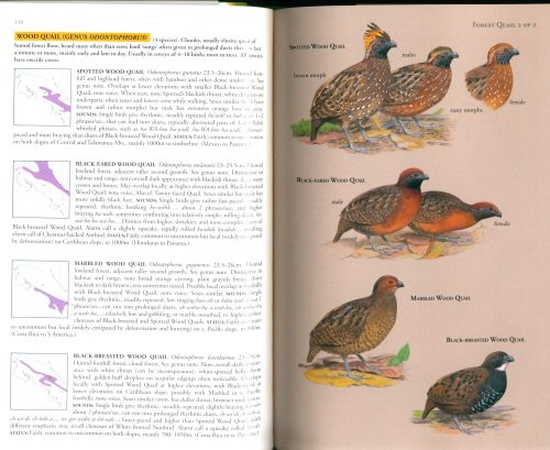 Birds of Costa Rica - Image 2