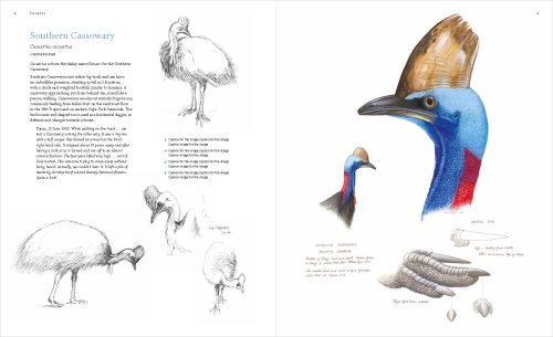 The Bird Art of William T Cooper - Image 5