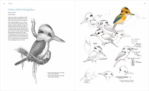 The Bird Art of William T Cooper - Image 2