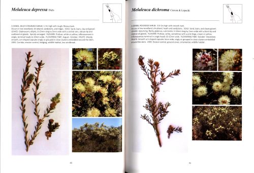 A Field Guide to Melaleucas of South-west Western Australia - Image 3