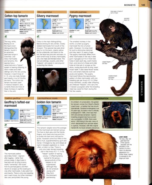 Animal:  The Definitive Visual Guide - Image 2