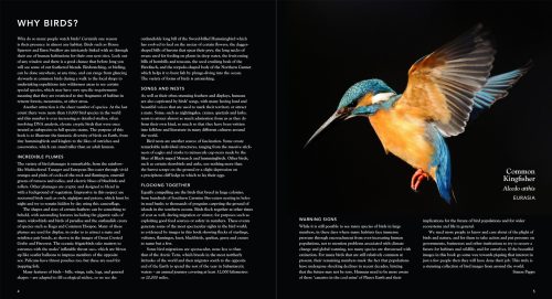 Birds - Image 7