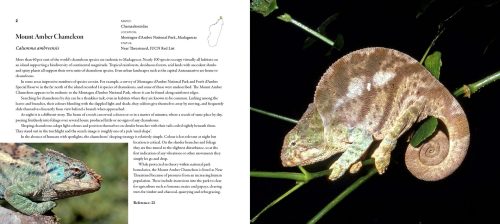 Incredible Lizards: One Hundred Species From Around the World - Image 6