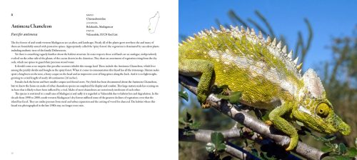 Incredible Lizards: One Hundred Species From Around the World - Image 5