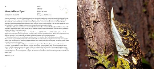 Incredible Lizards: One Hundred Species From Around the World - Image 4