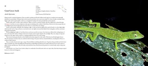 Incredible Lizards: One Hundred Species From Around the World - Image 3