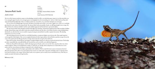 Incredible Lizards: One Hundred Species From Around the World - Image 2
