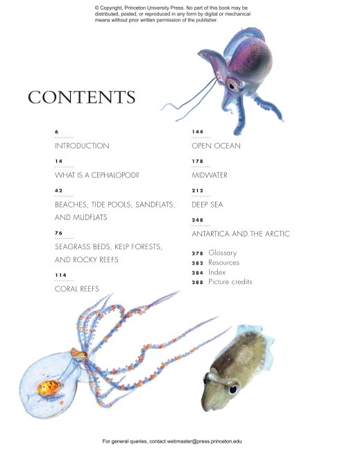 The Lives of Octopuses and Their Relatives: A Natural History of Cephalopods - Image 6
