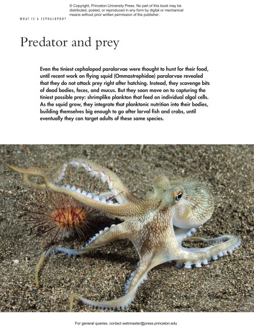 The Lives of Octopuses and Their Relatives: A Natural History of Cephalopods - Image 5