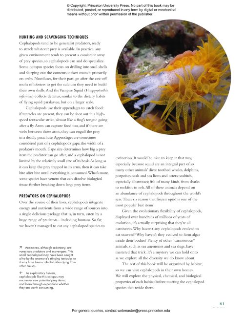 The Lives of Octopuses and Their Relatives: A Natural History of Cephalopods - Image 4