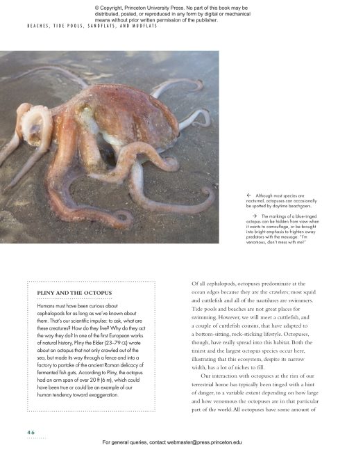 The Lives of Octopuses and Their Relatives: A Natural History of Cephalopods - Image 3