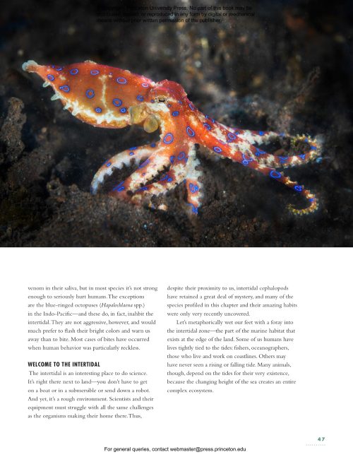 The Lives of Octopuses and Their Relatives: A Natural History of Cephalopods - Image 2